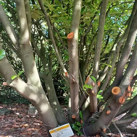 Il Bosco Sul Tevere * Perúgia