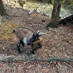 Il Bosco Sul Tevere