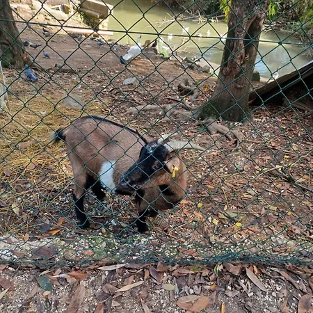 Il Bosco Sul Tevere