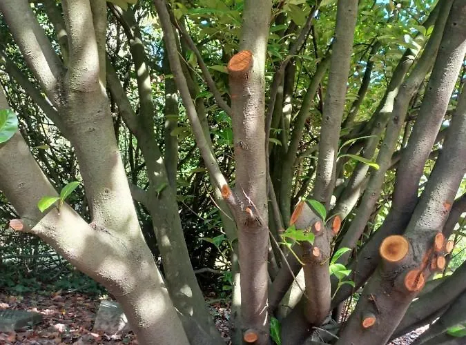 Il Bosco Sul Tevere * Perúgia